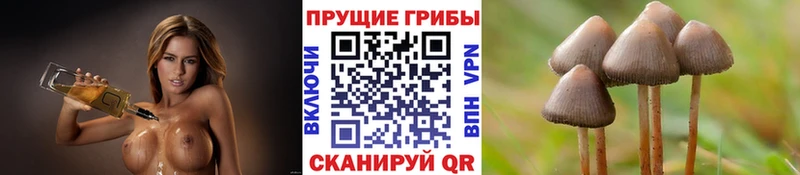 Псилоцибиновые грибы прущие грибы  Купить где  Балашов 